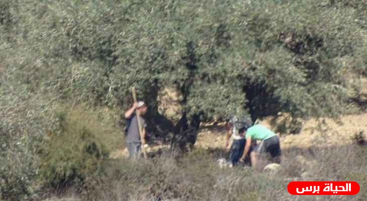 Settlers steal olive harvest in Nablus-area village